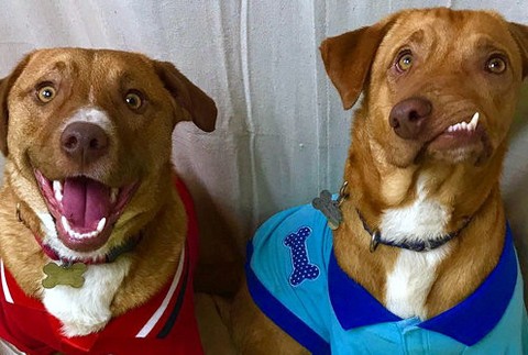 Psík Picasso a Pablo