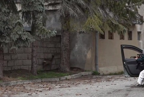 Policajti ratovali malého srnčeka v centre mesta.