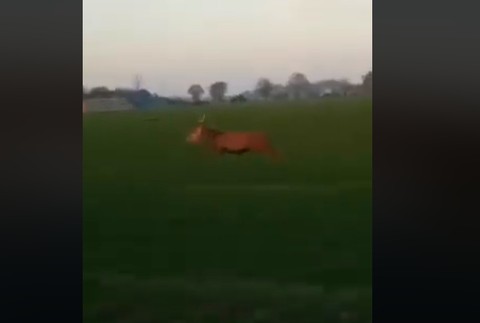 VIDEO: Zážitok na celý život. Jeleň preskočil pred autom celú cestu 