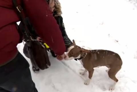 Mladú fenku našli uviazanú o koľajnice. 