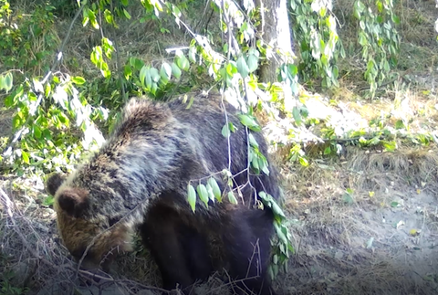 Medvede strácajú plachosť