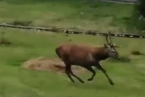 Obyvatelia Tatranskej Lomnice čelia nebezpečným útokom zvieraťa.