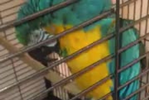 záchrana papagája7292