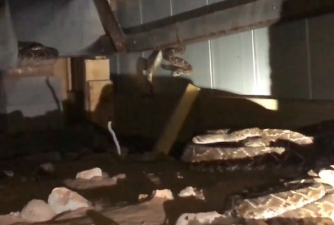 VIDEO: Muž mal pod domom 45 štrkáčov. Tvrdil, že ich je tam len pár