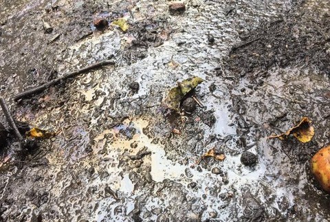 Neporiadok v prírode