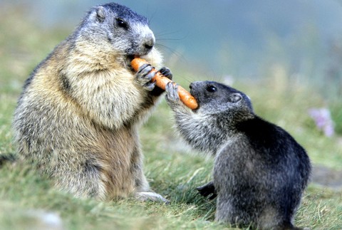 Svište mrkva večera 3