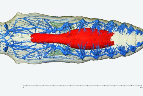Motýľ babôčka larva kukla vývoj štádium