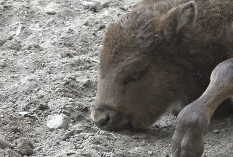 zubríčatko v sninskej ZOO 2024-05-29 o 9.00.50