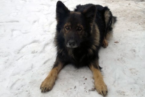 Nemecký ovčiak stratený Boďo, Štvrtok na Ostrove