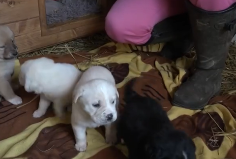 Šteniatka niekto vyhodil vo vreci do lesa 3