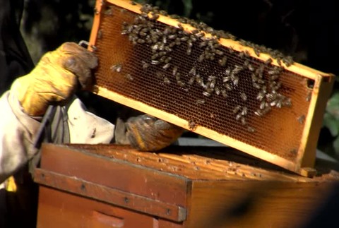 Včelári mali dobrú sezónu373
