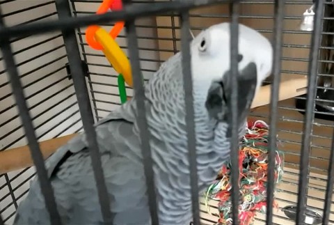 Papagáj napodobňoval zvuk požiarneho alarmu, do bytu o chvíľu vtrhli hasiči317