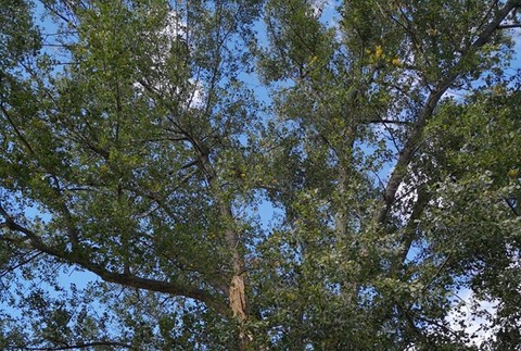 Silný vietor zabil 14-ročného chlapca, strom spadol na deti na prechádzke