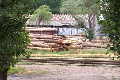 Lesy v národnom parku