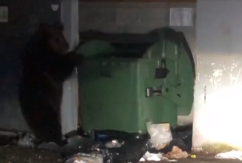 Riskantné zábery v Tatrách. Mladá žena stála len pár metrov od medvedice s mladými 