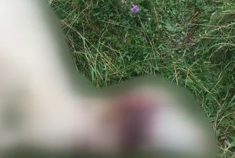 Vlci roztrhali ovce.