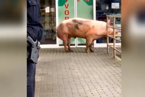 Zákazníci nákupného centra boli v šoku. Cestu im skrížilo 300-kilové prasa
