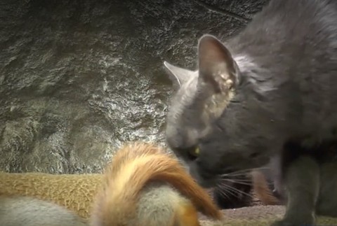 Mačka si adoptovala veveričky