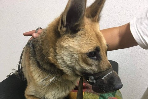 Pri Košiciach niekto vyhodil pod most zviazanú fenku