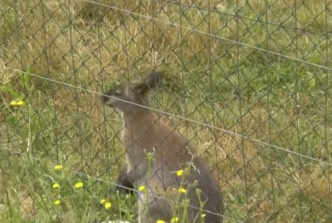 kengura v zoo