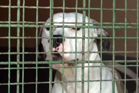 Pitbullka útočila na ostatné psy. Musela sa vrátiť naspäť do útulku