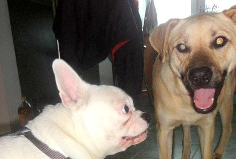 stratený pes Rony Latkovce Trenčín 5