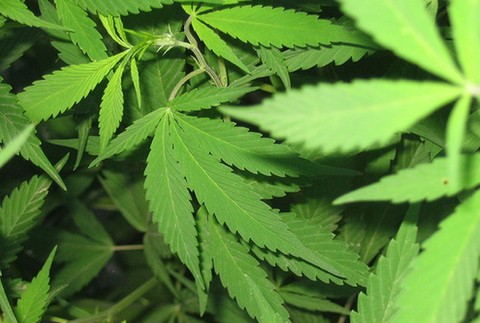 Za pozitívnym dopingovým testom stojí marihuana