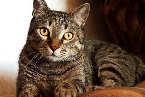 Croydonský zabijak mačiek