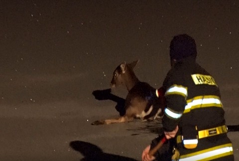Kuriózna záchranná akcia. Hasiči bojovali o život srnky, pod ktorou sa rýchlo topil ľad