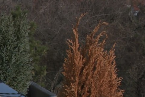 Teplá zima škodí rastlinám