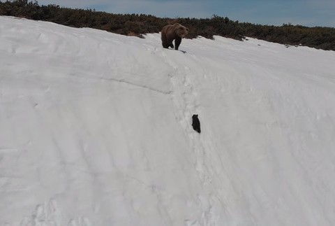 Medvede na zasneženej hore