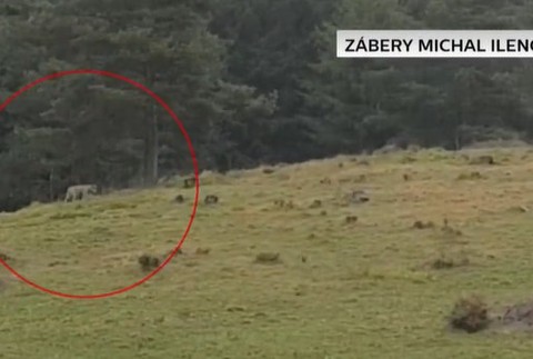 Vlci roztrhali tri ovce pri dome.