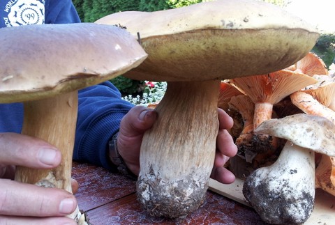 tvojenoviny hríby Bánovce nad Bebravou 3