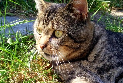 Micko stratený kocúrik mačka Zlaté Moravce