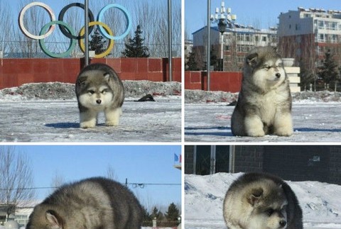Najkrajšie šteňatá na svete