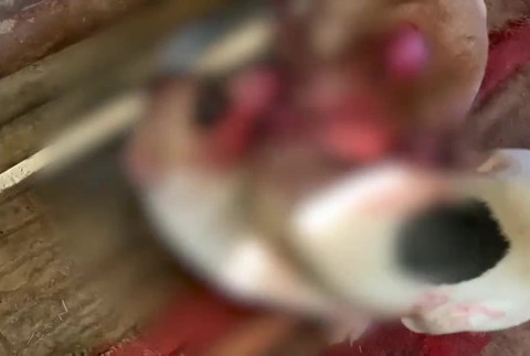 [multi] Psie zápasy 14038