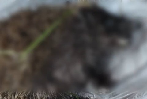 Zvieratá niekto otrávil anestetikom.