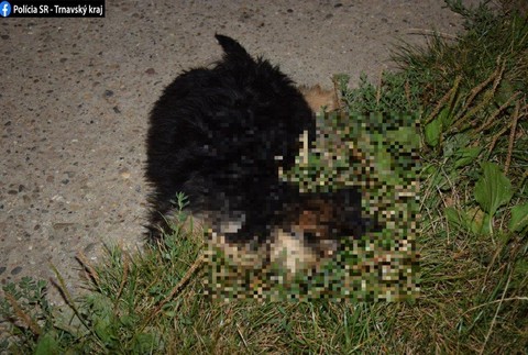 Brutálny čin v ubytovni: Šteňa vyhodili z 15- metrovej výšky, pád neprežilo