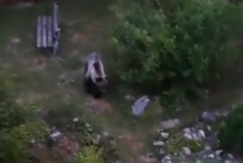 Už niekoľko dní Ružomberok pravidelne navštevuje mladý medveď. Neodplašia ho už ani policajné sirény