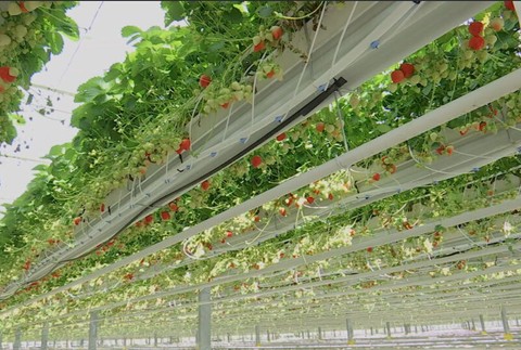 jahodový skleník (1)