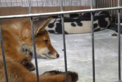 Líšku Megan pustili 