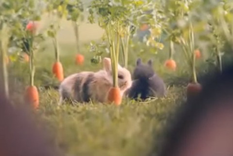 Zvyšovanie pôrodnosti v Poľsku.jpg