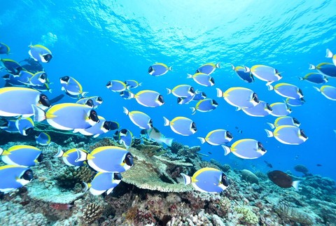 Nebezpečný chirurg Tŕňovec červenomorský