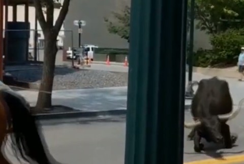 VIDEO: Sprievod kovbojov sa zmenil na rodeo. Splašený býk vbehol do kancelárií medzi ľudí