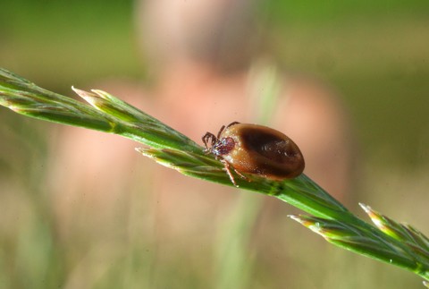Kliešť zviera na steble trávy