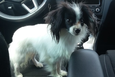 Pátranie po Benkovi. Majiteľka ponúka odmenu 5000 eur 