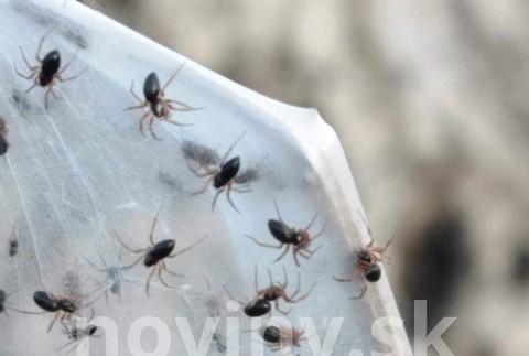 pavúky plachtárky Diviacka Nová Ves (1)