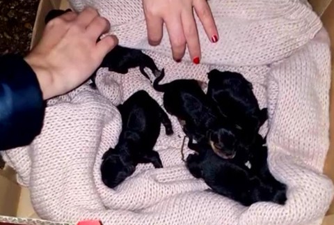 vyhodené šteniatka 3