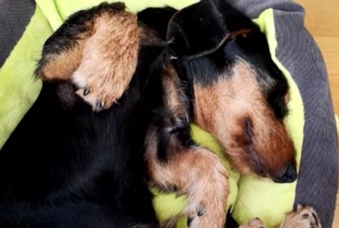 Muž mal brutálnym spôsobom dobiť susedkinho psa. 