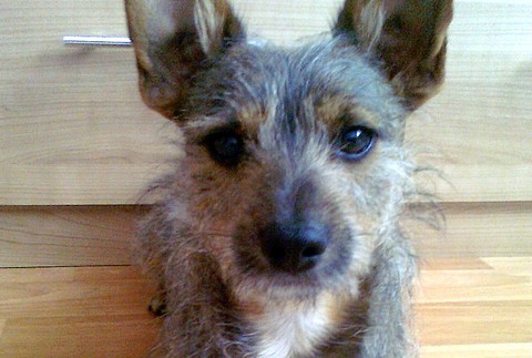 V Bratislave sa stratil psík, prosím pomôžte, odmena istá